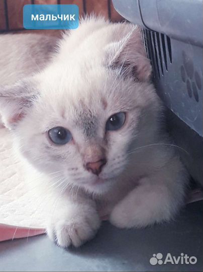 Котята-метисы