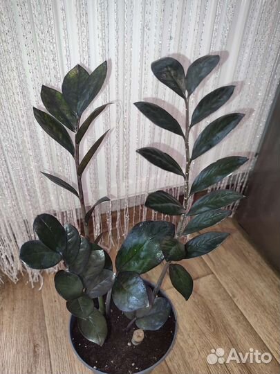 Замиокулькас Супер Нова