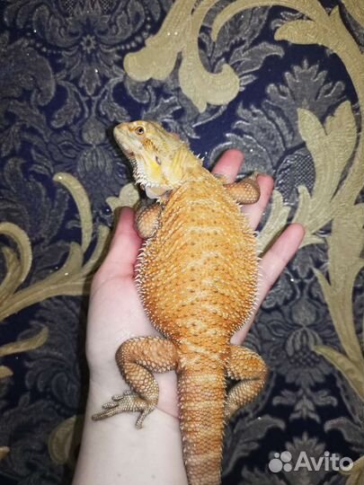 Бородатая агама пара данеров,хипо транс и нет