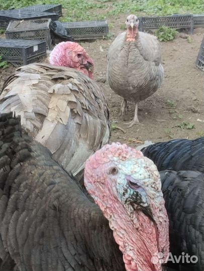 Индюки,домашние