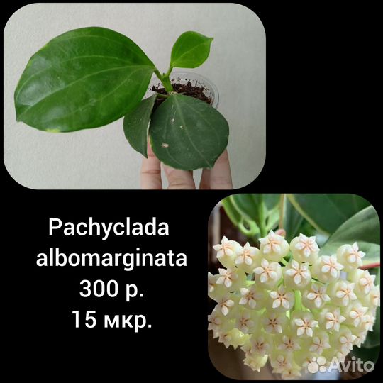 Хойи
