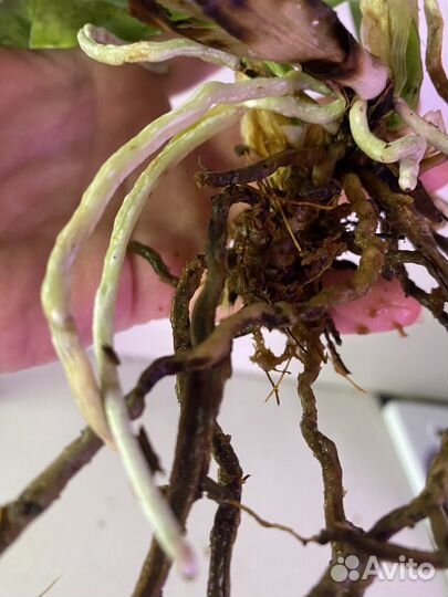 Катлея Lc. Hiroshima Melody 'Blue Genie'