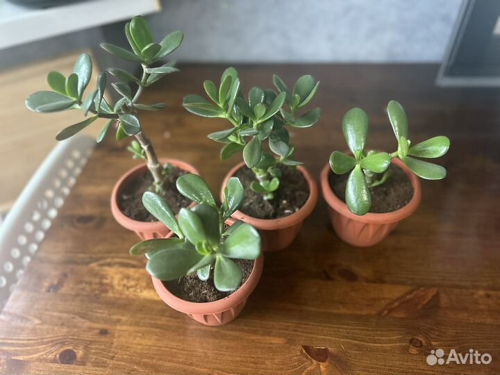 Денежное дерево толстянка крассула