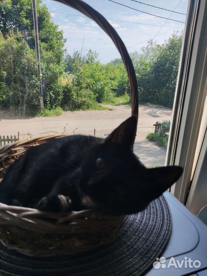 Котята в добрые руки (девочки)