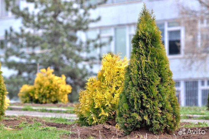 Туи зеленые