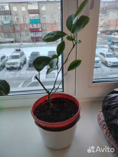 Мандарин декоративный комнатный