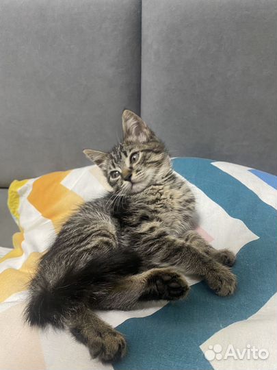 Котенок в добрые руки