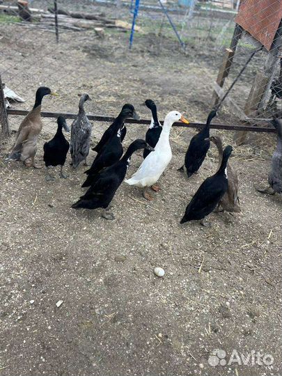 Утки индийский бегунок