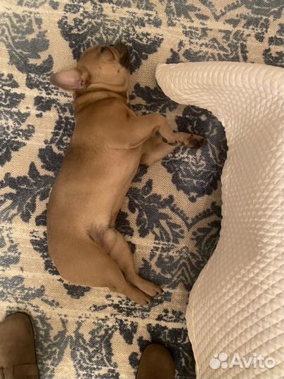 Французский бульдог кабель вязка