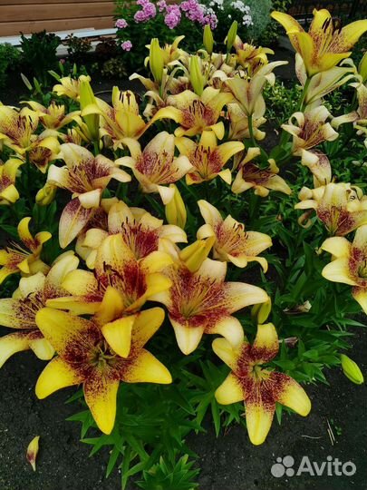 Лилии сортовые луковицы