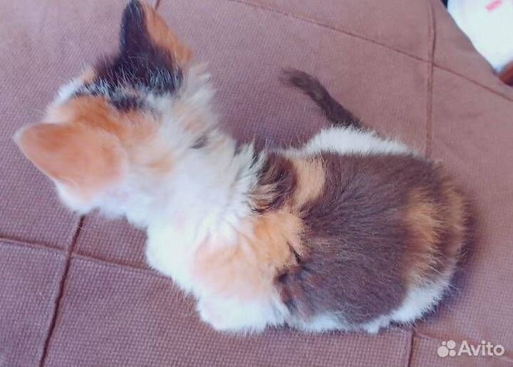 Цветочек кошечка ищет дом