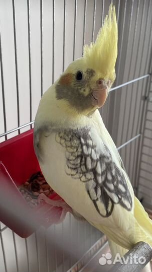 Попугай Корелла