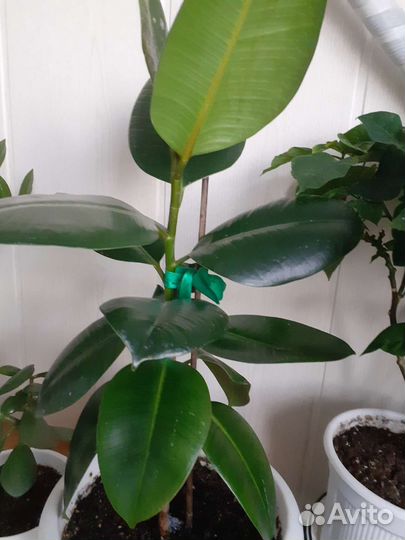 Фикус бенджамина