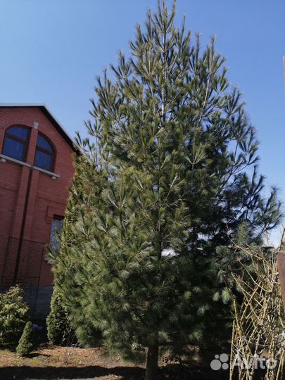 Сосна Веймутова