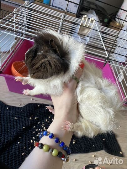 Морская свинка с клеткой бесплатно