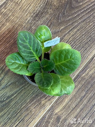 Глоксиния махровая ен Дорида детка