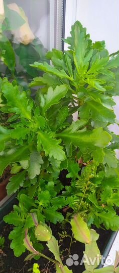 Отростки укорененные комнатных растений