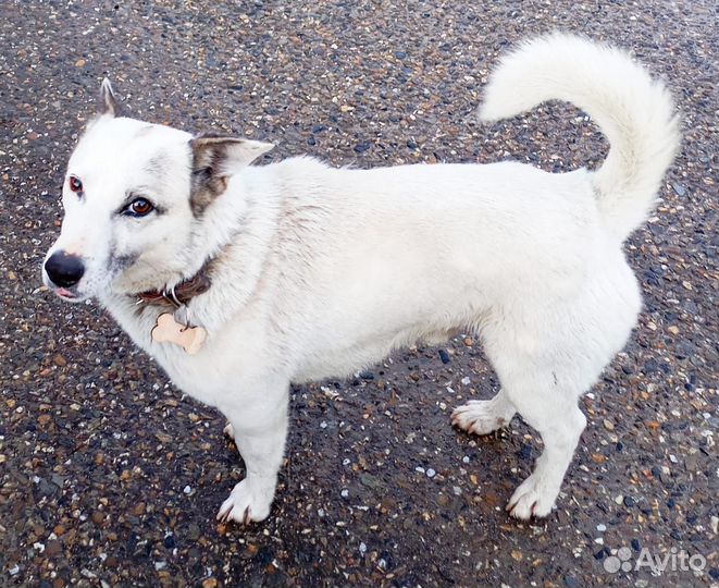 В добрые руки собаку