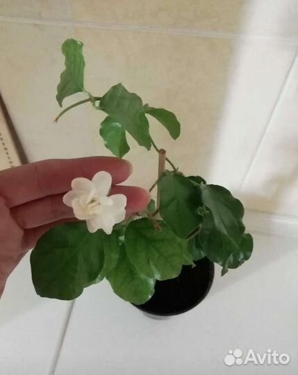 Жасмин 3 вида