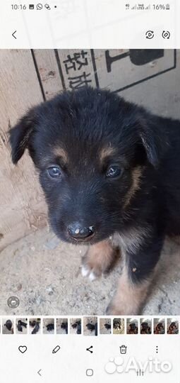 Собака в добрые руки