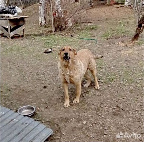 Щенок кобель пес помесь с овчаркой отдам