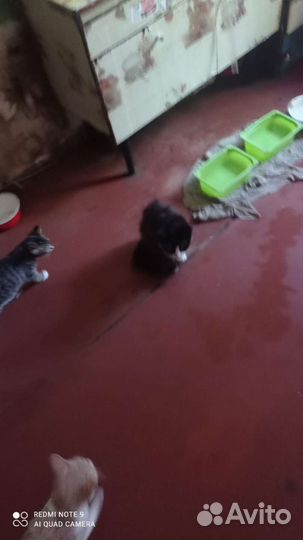 Собака и кошки