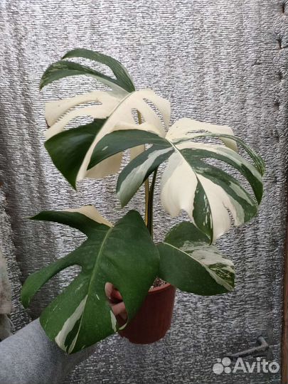 Монстера вар, Сингониум, Филодендроны