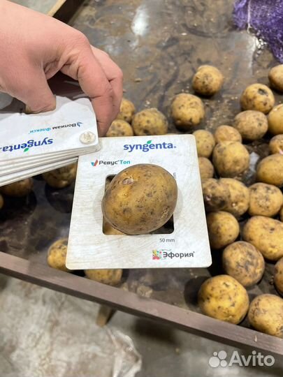 Продам семенной картофель сорт Ривьера