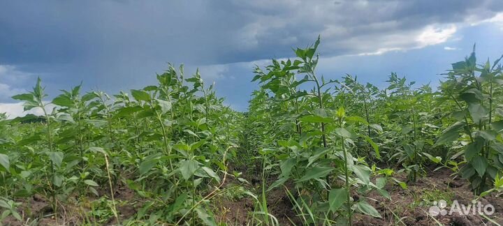 Топинамбур