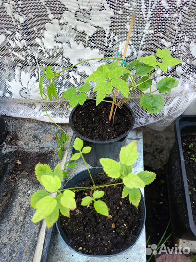 Княжик Purple Dream