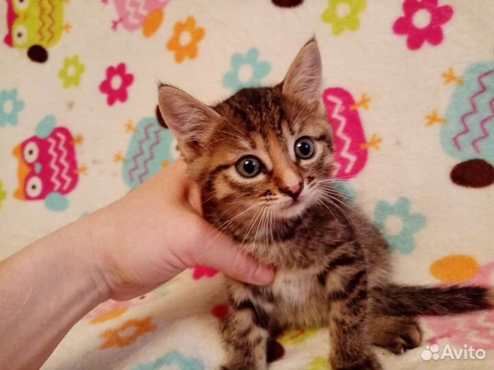 Котята очень красивые ручные 1,5 мес