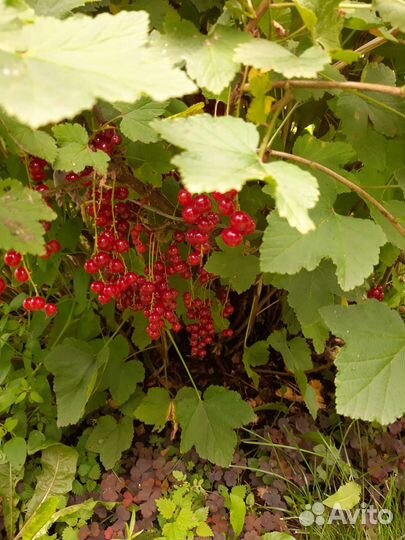 Красная смородина, черная, крыжовник