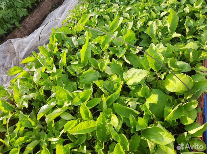 Рассада помидоров, брокколи, перца,баклажанов