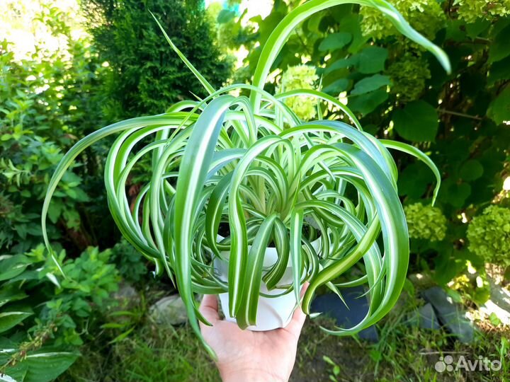 Хлорофитум кудрявый