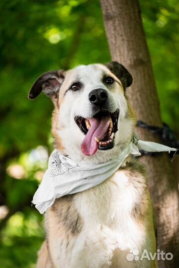 Собака Майор из приюта