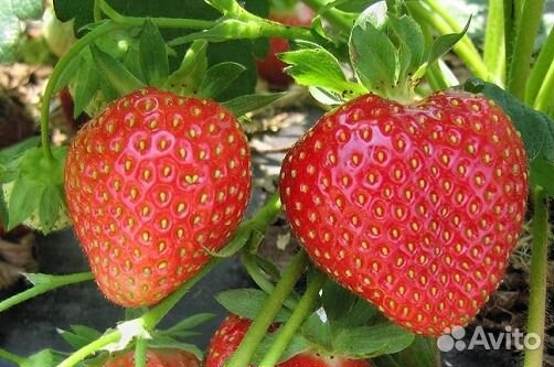 Садовая клубника Мице Шиндлер