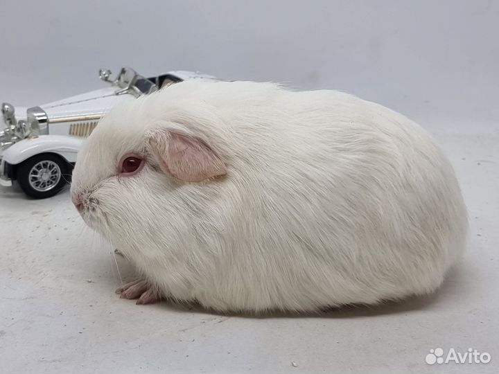 Морские свинки селфы