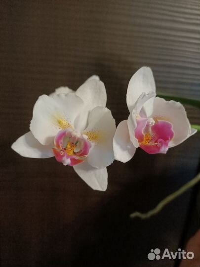 Фаленопсис Pink beauty бабочка