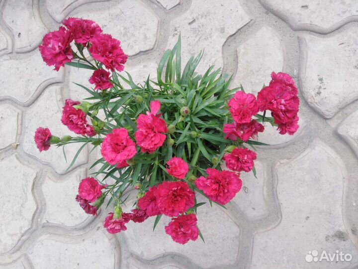 Гвоздика ампельная