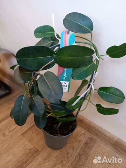 Жасмин Стефанотис