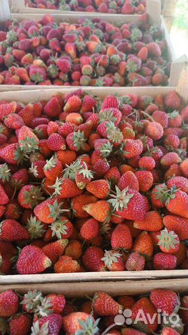 Клубника свежая