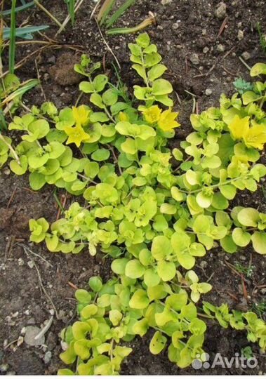 Вербейник монетчатый