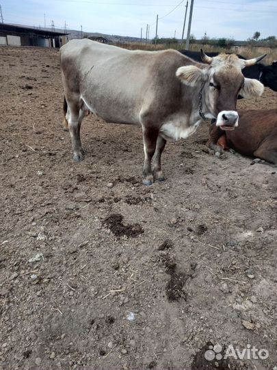 Корова породы швиц