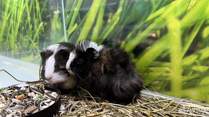 Сирийский хомяк, морская свинка, джунгарский хомяк