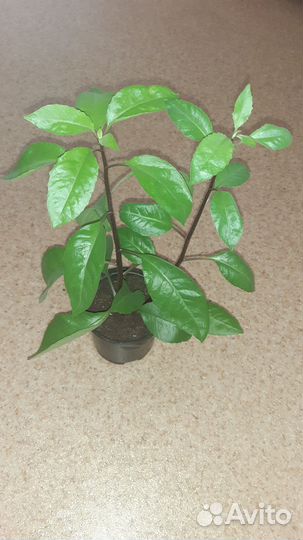 Джинура листья бога