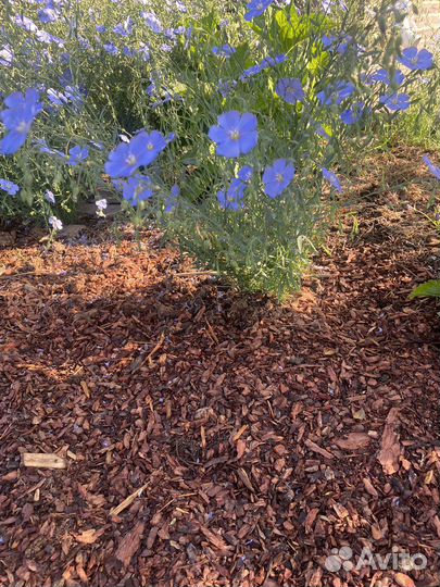 Ирис сибирский, лаванда, гейхера и др