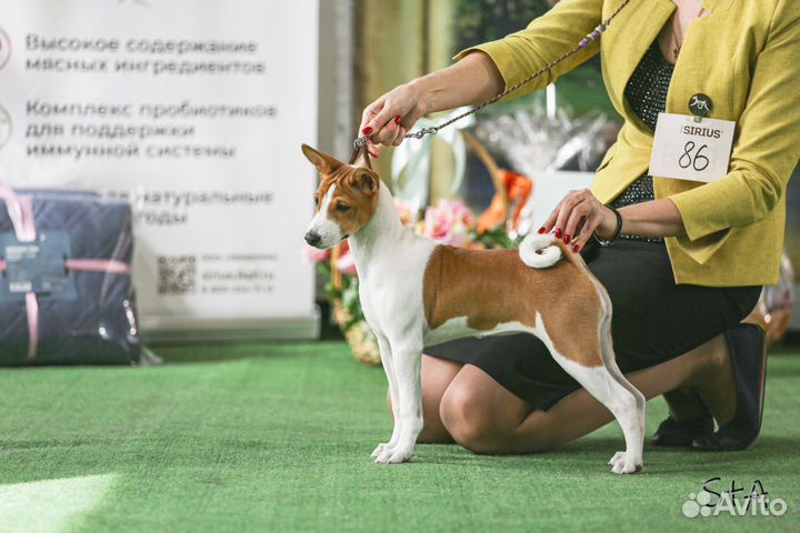 Щенки басенджи