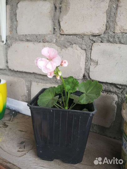 Пеларгония