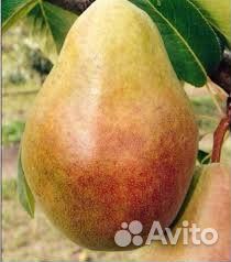 Саженцы груши Мария