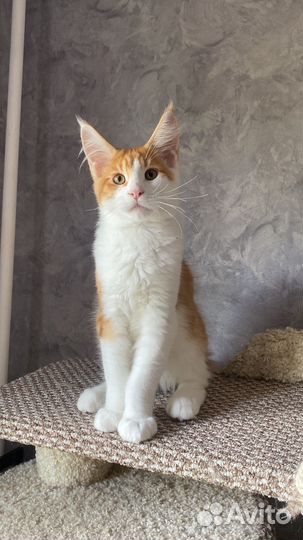 Мейн кун котята из питомника